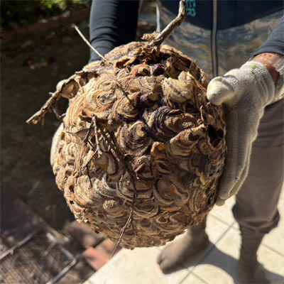 スズメ蜂の巣 駆除